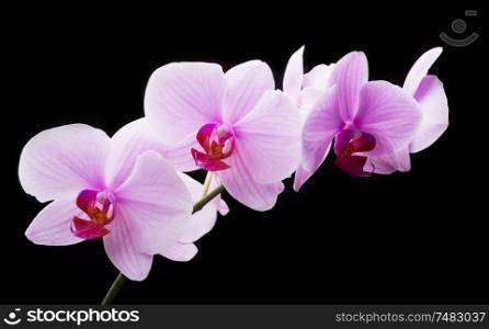 Beautiful soft Pink strips phalaenopsis Orchid Flower around black background.