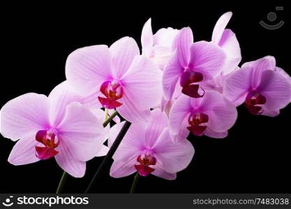 Beautiful soft Pink strips phalaenopsis Orchid Flower around black background. close up