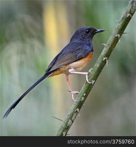 Beautiful song bird, juvenile male White-rumped Shama (Copsychus malabaricus), standing on a branch, back profile
