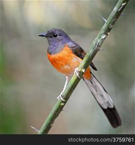 Beautiful song bird, juvenile male White-rumped Shama (Copsychus malabaricus), standing on a branch, breast profile