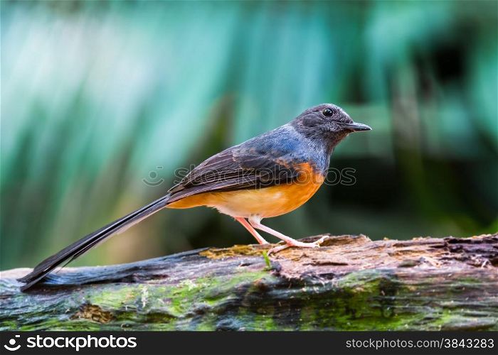 Beautiful song bird, juvenile male White-rumped Shama (Copsychus malabaricus), standing on the log, side profile