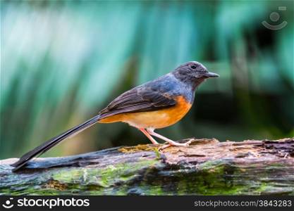 Beautiful song bird, juvenile male White-rumped Shama (Copsychus malabaricus), standing on the log, side profile