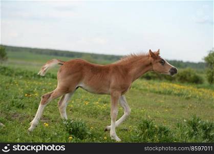beautiful  sorrel foal of sportive breed walking in meadow at freedom. cloudy day. close up