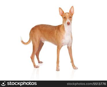 Beautiful spanish hound isolated on white background