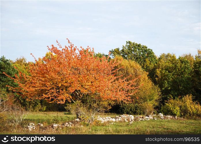 Beautiful sparkling tree in golden and reddish colors by a stone wall