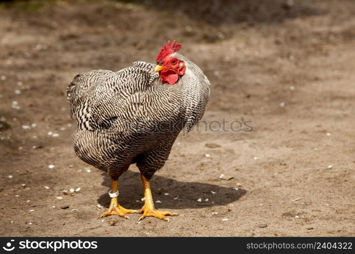 Beautiful specime of a chicken in a biologic farm