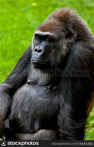 Beautiful specimen of gorilla seated placidly. Gorilla of coast, Gorilla gorilla