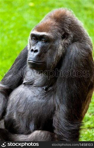 Beautiful specimen of gorilla seated placidly. Gorilla of coast, Gorilla gorilla