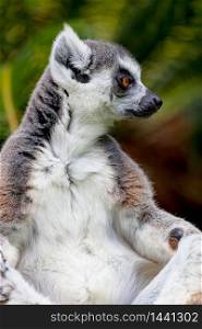 Beautiful specimen of Lemur of ring-shaped tail taking up a curious pose. Lemur of ring-shaped tail ,Lemur catta