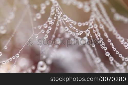 Beautiful spider&acute;s web with drops at the morning