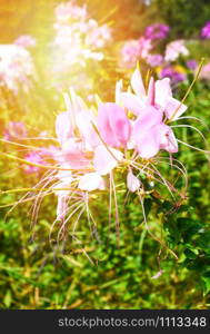 Beautiful spider flower pink white blossom in the flower field spring colorful garden - Cleome hassleriana
