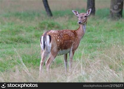 beautiful spotted fallow deer looking at camera in wildlife