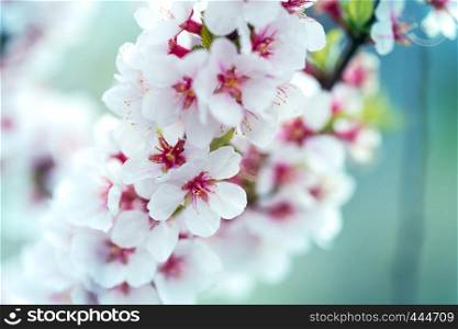 beautiful spring background blooming apricot