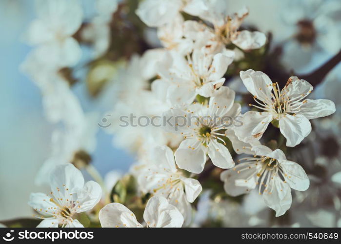 beautiful spring background blooming cherry