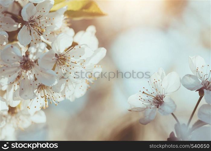 beautiful spring background blooming cherry