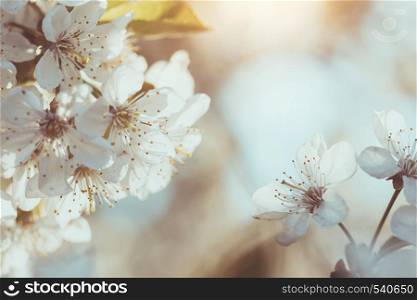 beautiful spring background blooming cherry