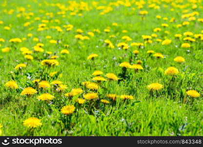 Beautiful spring background - green meadow full of blooming dandelion flowers in deep sunshine.