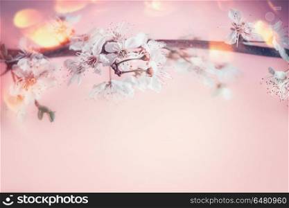 Beautiful spring background with close up of white cherry blossom at pastel pink background with bokeh