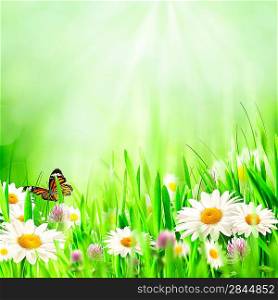 Beautiful spring backgrounds with chamomile flowers