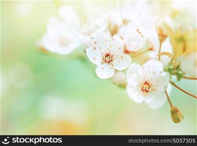 Beautiful spring blooming, gentle white fresh cherry tree flowers border on green soft focus background, spring time concept