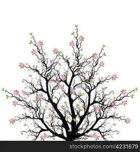 Beautiful spring blossom tree isolated on white background
