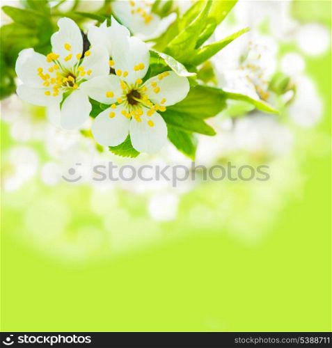 Beautiful spring bokeh for design with copyspace
