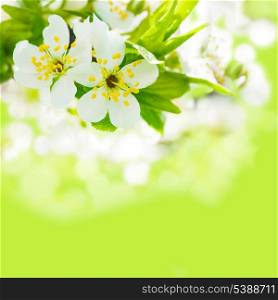 Beautiful spring bokeh for design with copyspace