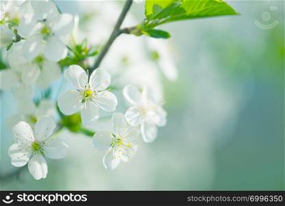 Beautiful spring branches of white cherry flowers against background of blue sky