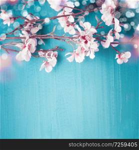 Beautiful spring cherry blossom branches on turquoise blue background with copy space for your design. Springtime holidays and nature concept