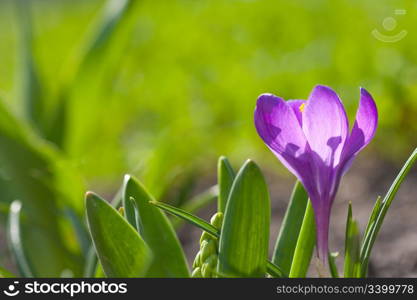 beautiful spring crocus