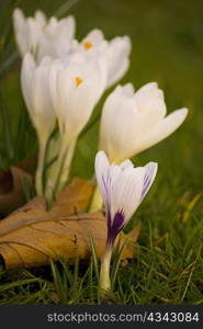 beautiful spring crocuses on a green grass in park