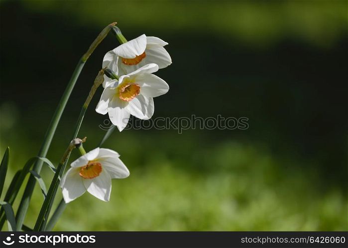 Beautiful Spring daffodil narcissus flowers in vibrant garden