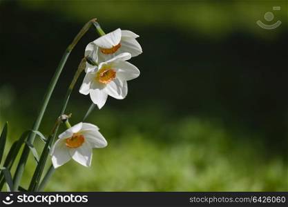 Beautiful Spring daffodil narcissus flowers in vibrant garden