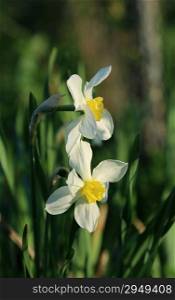Beautiful spring Daffodils (Narcissus)