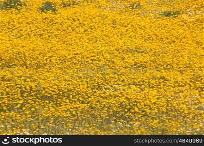 Beautiful spring field full of yellow flowers