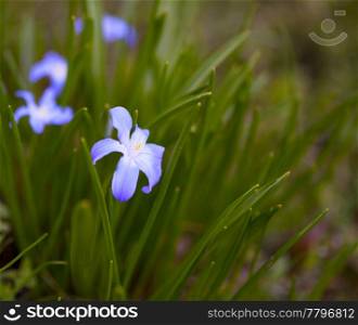 beautiful spring flower in the grass