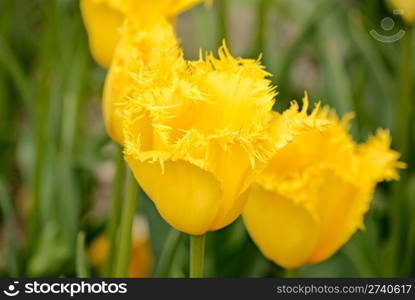 beautiful spring flower tulips. nature