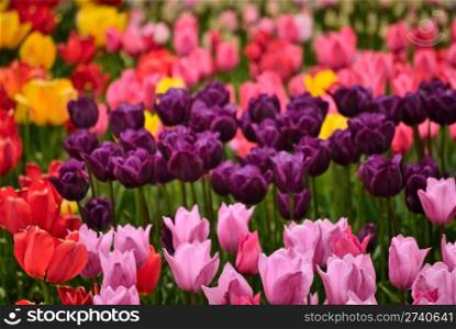 beautiful spring flower tulips. nature