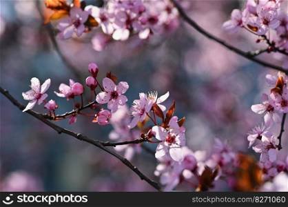Beautiful spring flowering tree - Japanese Sakura Cherry. Natural colorful background in spring time. 
