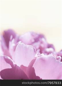 Beautiful spring flowers background. Nature bokeh. Banner large.. Abstract beautiful gentle spring flower background. Closeup with soft focus. Shallow focus