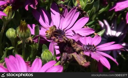 beautiful spring flowers bloom in Jerusalem