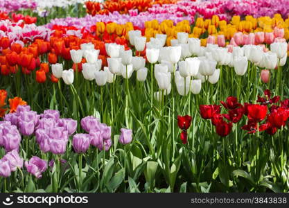 Beautiful spring flowers. colorful tulips. Floral Background.