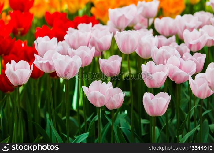 Beautiful spring flowers. colorful tulips. Floral Background.