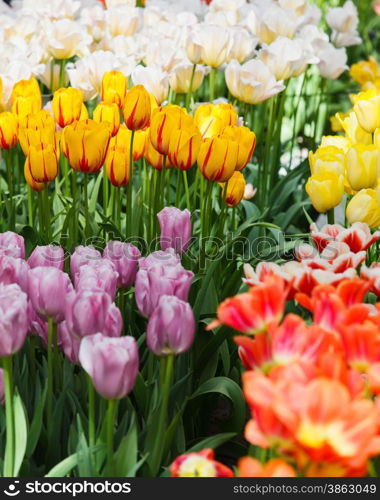 Beautiful spring flowers. colorful tulips. Floral Background.