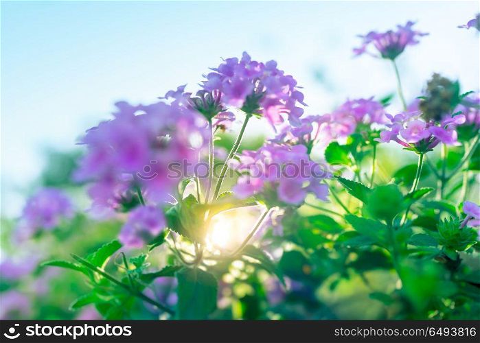 Beautiful spring flowers, fresh green bush with purple flowers on it over blue clear sky background, warm sunny day in the floral garden. Beautiful spring flowers