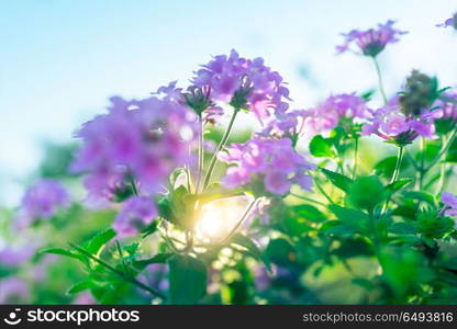 Beautiful spring flowers, fresh green bush with purple flowers on it over blue clear sky background, warm sunny day in the floral garden. Beautiful spring flowers