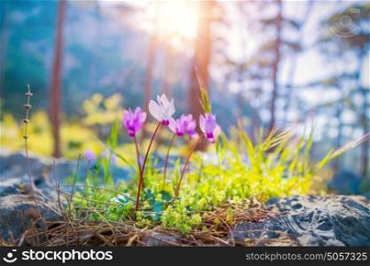 Beautiful spring flowers, gentle pink wildflowers on the meadow in sunny day in the forest, beauty of spring nature