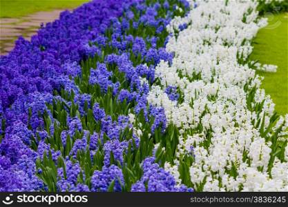 Beautiful spring flowers. hyacinths. spring garden. Colorful flowers