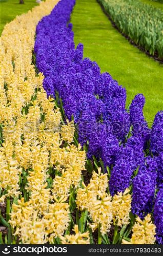 Beautiful spring flowers. hyacinths. spring garden. Colorful flowers