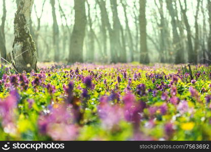 Beautiful spring flowers in the forest. Seasonal Natural background.